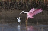 spoonbill landing